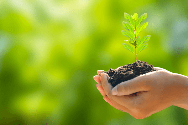 Isolamento Acústico Sustentável: Design Ecológico sem Perder o Estilo